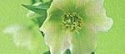 Flower 1