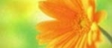 Flower 4