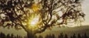 Nature 4